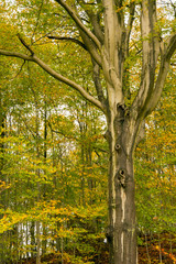 Single beech tree with smooth siver-grey bark and small trees with yellow leaves in the background