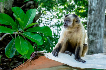 Macaco Prego