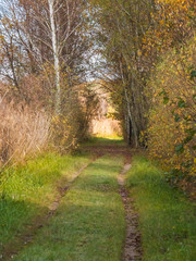 Fototapeta premium road in woods while spring to autumn transition with beautiful orange and red tones