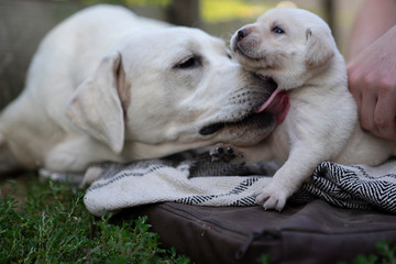 young cute little purebred labrador retriever dog puppy pet outdoors
