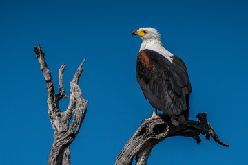Sea Eagle