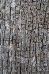 natural backgrounds, bark texture of the old pear. Texture of the bark pear.