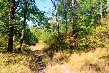 Fototapeta na wymiar Rural dirt road through a green forest at summer