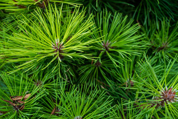 Pine tree 's branch - a close up photo