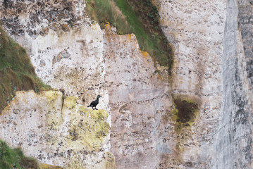 Black bird on a cliff