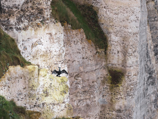 Black bird on a cliff