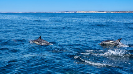 Fototapeta premium Dolphin