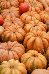 Orange pumpkins on display at the farmers market. Harvesting and Thanksgiving concept