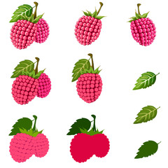 Raspberry isolated on white with clipping path.