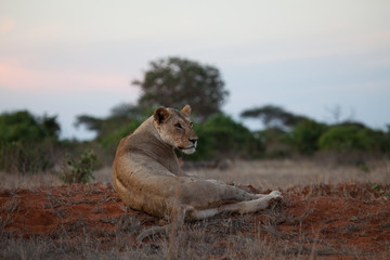 Lion lit up by the early morning light in Kenya, Africa
