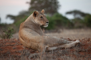 Lion lit up by the early morning light in Kenya, Africa