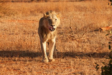 Lion lit up by the early morning light in Kenya, Africa