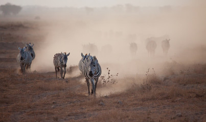 Dusty stampede of zebra and wildebeest in Africa at duskk - obrazy, fototapety, plakaty