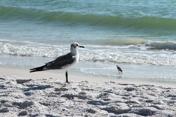Seagull on the Beach in Florida