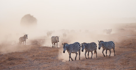 Dusty stampede of zebra and wildebeest in Africa at duskk