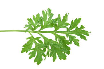 wormwood branch isolated on white background