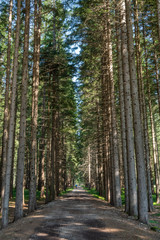 A straight path in the forest in Dolomites