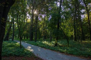 paved small narrow empty cycle road in outdoor park scenery landscape in autumn time with many falling leaves without people