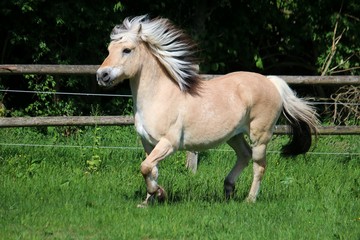beautiful fjord horse is running on a paddock in the sunshine