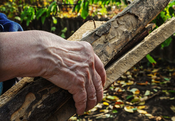 Obraz premium grandmother's hands collect firewood