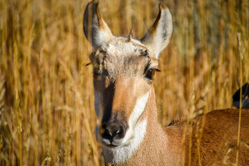 Pronghorn Closeup 