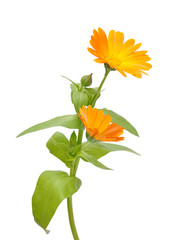 Flower of calendula