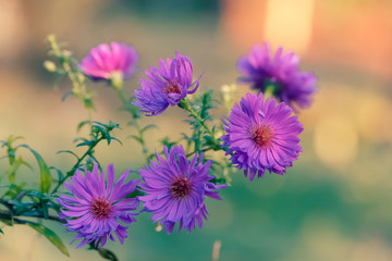 Obraz premium Autumn garden. Perennial garden asters of violet color.
