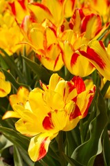 Olympic Flame Tulips