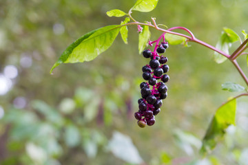 Cluster Of Poisonous Pokeberries Growing In Natural Environment