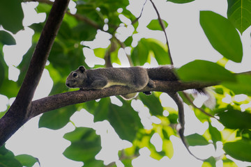 squirrel on tree
