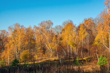 autumn landscape with trees and blue sky