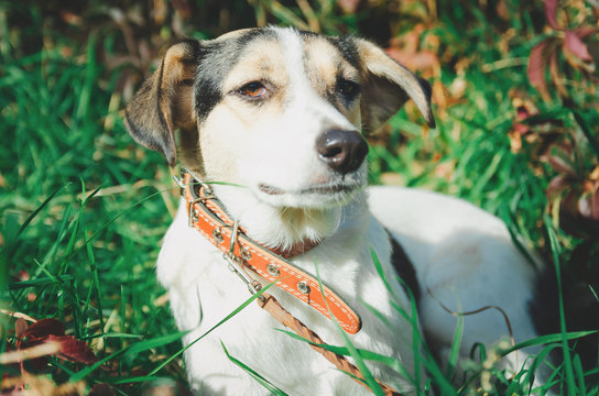 mixed breed dog with a leash