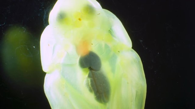 A Glass Frog (Hyalinobatrachium sp.) These small frogs are transparent and the internal organs, beating heart, liver and intestines are visible. From cloudforest in western Ecuador.
