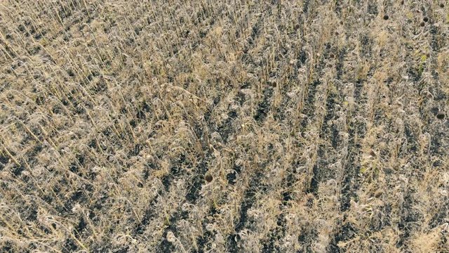 Aerial view of dried fields. Damaged crop concept.