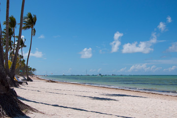 Dominican coast and palm trees