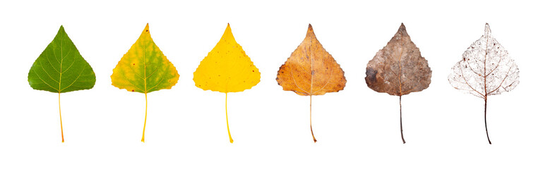 Row of leaves from green to rotten isolated on a white background. The concept of the biological...