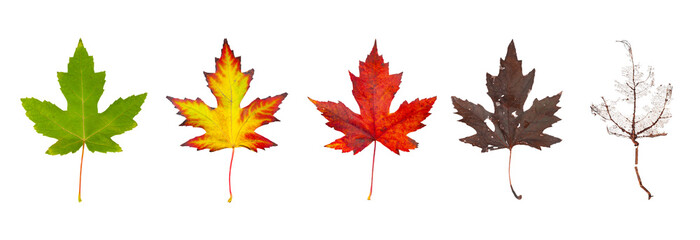 Row of maple leaves from green to rotten isolated on a white background. The concept of the biological life cycle and change of seasons.