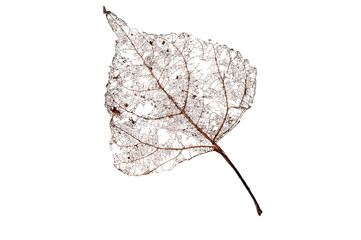 Rotten leaf skeleton isolated on a white background
