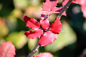 red autumn leaves