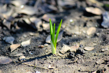 green sprout