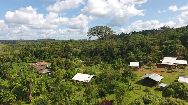 Aerial view of a giant tree (Ceiba pentandra) Sa&uuml;l village Guiana Amazonian Park