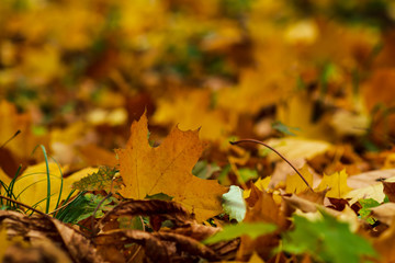 Closeup of yellow autumn leaves covers the ground in autumn day. low point. selective focus.
