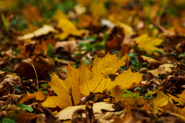Closeup of yellow autumn leaves covers the ground in autumn day. low point. selective focus.