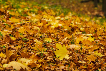 Closeup of yellow autumn leaves covers the ground in autumn day. low point. selective focus.