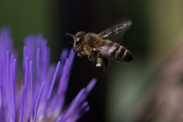 Biene an einer Artischockenblüte