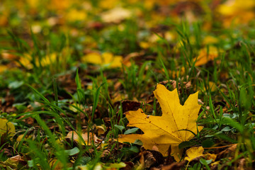 Closeup of yellow autumn leaves covers the ground in autumn day. low point. selective focus.