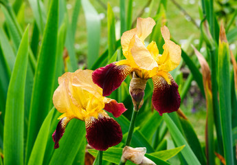 Fototapeta premium Iris flowers