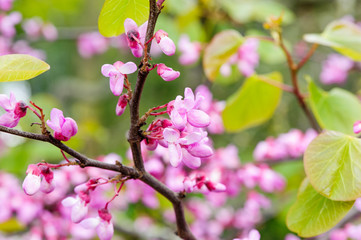 Pink flowers - blossom tree