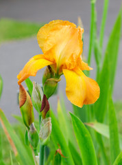 Iris flowers