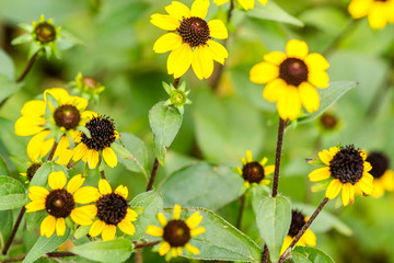a bush of small yellow autumn flowers